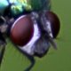 Gemeine Gartenschwebfliege