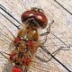 Blutrote Heideslibelle (Sympetrum sanguineum)