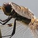 Gemeine Heidelibelle (Sympetrum vulgatum)