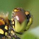 Schwarze Heidelibelle (Sympetrum danae)