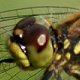 Schwarze Heidelibelle (Sympetrum danae)