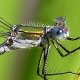 Gemeine Binsenjungfer (Lestes sponsa)