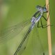 Gemeine Binsenjungfer (Lestes sponsa)