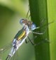 Gemeine Binsenjungfer (Lestes sponsa)