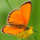 Dukaten-Feuerfalter (Lycaena virgaureae)