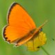 Dukaten-Feuerfalter (Lycaena virgaureae)