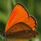 Dukaten-Feuerfalter (Lycaena virgaureae)