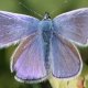 Hauhechelbl&auml;uling (Polyommatus icarus)