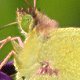 Gelbling (Colias hyale)
