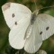 Kleiner Kohlwei&szlig;ling (Pieris rapae)