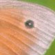 Kleines Wiesenvögelchen (Coenonympha pamphilus)